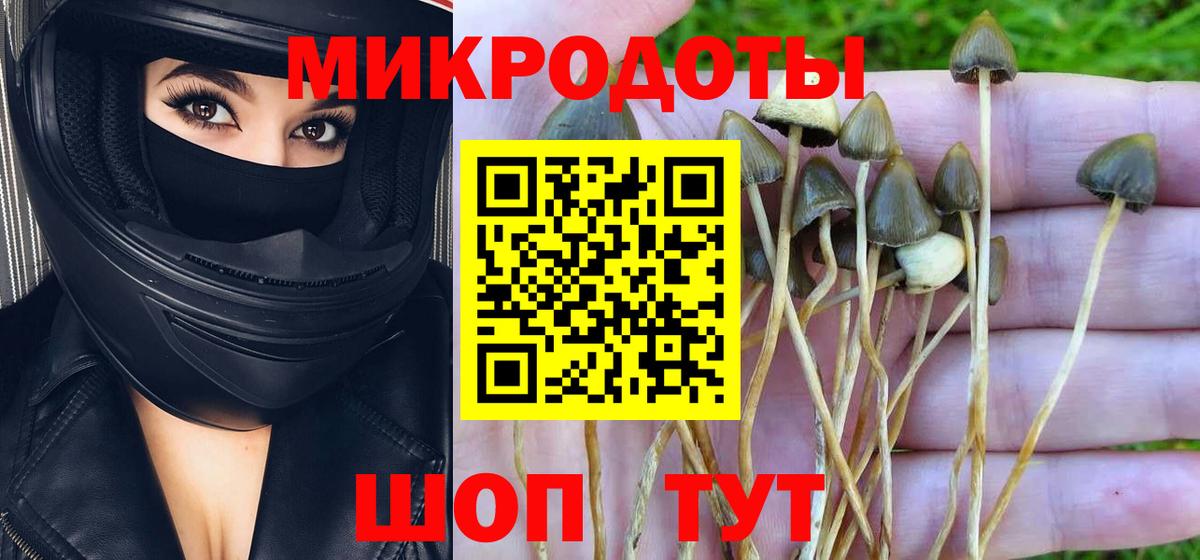 Псилоцибиновые грибы Psilocybe Махачкала